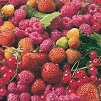 Servetten Delicious berries